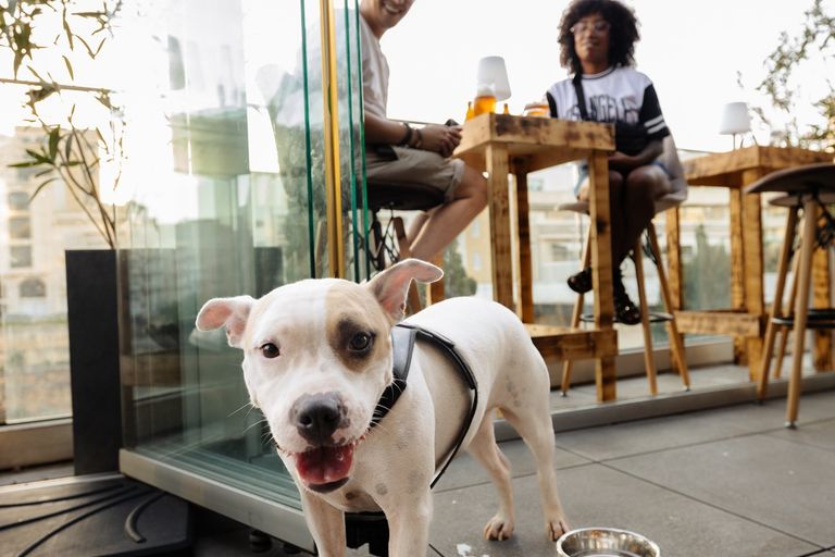 Dogs are welcome at The Room